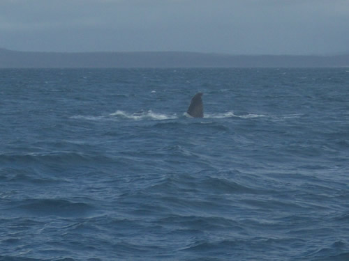 flipper