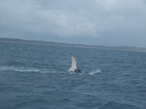tail